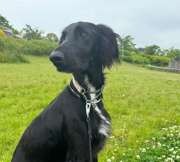 HUGBOXを食べるルパンちゃんの写真